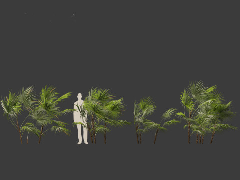 Chuniophoenix hainanensis - Hainan fan palm 01 Model 3D