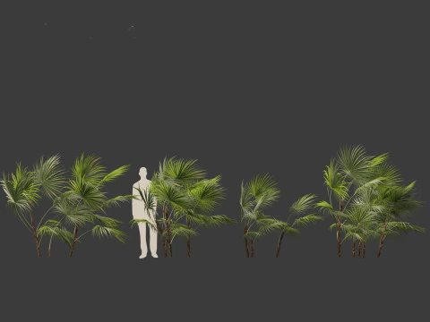Chuniophoenix hainanensis - Hainan fan palm 01 3D Model