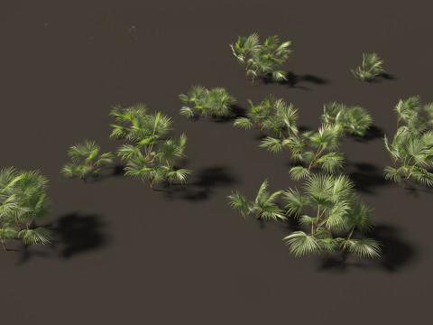 Chuniophoenix hainanensis - Hainan fan palm 01 Model 3D