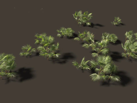Chuniophoenix hainanensis - Hainan fan palm 01 3D Model