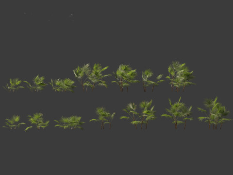 Chuniophoenix hainanensis - Hainan fan palm 01 Model 3D