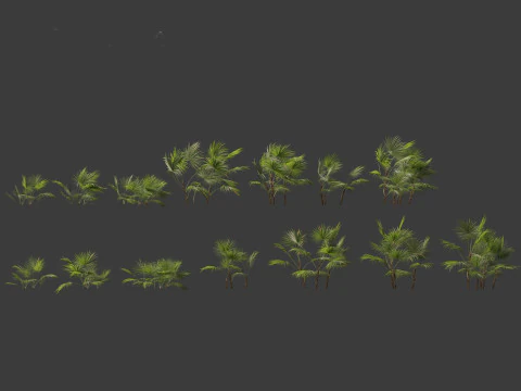 Chuniophoenix hainanensis - Hainan fan palm 01 3D Model