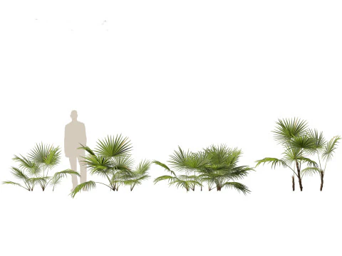 Chuniophoenix hainanensis - Hainan fan palm 01 3D Model