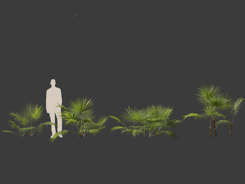 Chuniophoenix hainanensis - Hainan fan palm 01 Model 3D