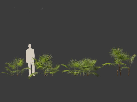 Chuniophoenix hainanensis - Hainan fan palm 01 3D Model