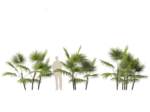 Chuniophoenix hainanensis - Hainan fan palm 01 Model 3D