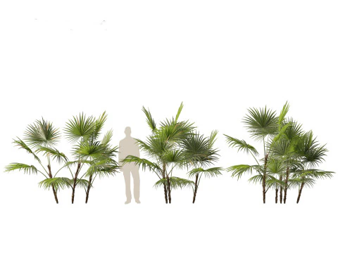 Chuniophoenix hainanensis - Hainan fan palm 01 3D Model