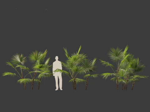 Chuniophoenix hainanensis - Hainan fan palm 01 3D Model