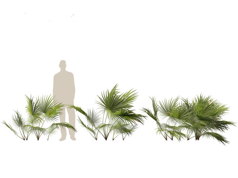 Chuniophoenix hainanensis - Hainan fan palm 01 Model 3D