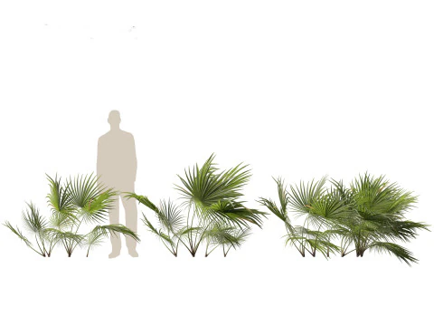 Chuniophoenix hainanensis - Hainan fan palm 01 3D Model