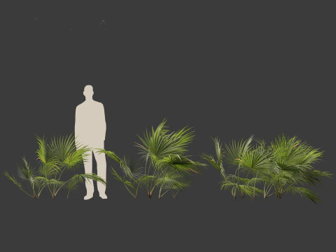 Chuniophoenix hainanensis - Hainan fan palm 01 3D Model