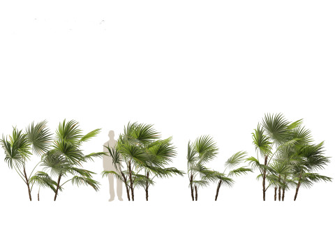 Chuniophoenix hainanensis - Hainan fan palm 01 Model 3D