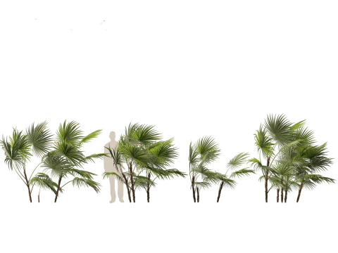 Chuniophoenix hainanensis - Hainan fan palm 01 3D Model