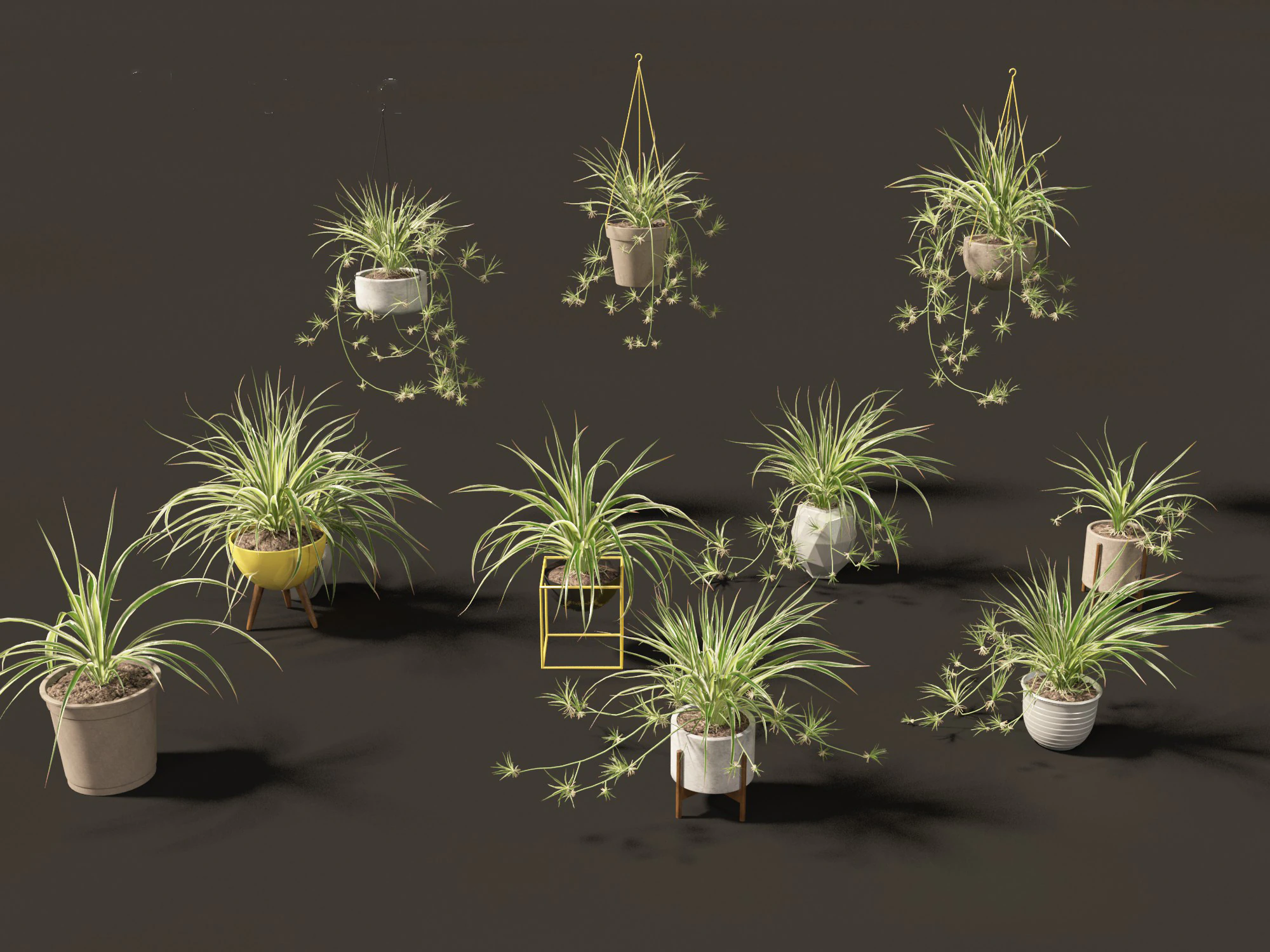 Chlorophytum comosum - Spider plant 02 3D Model .c4d .max .obj .3ds .fbx .stl .blend