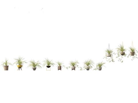 Chlorophytum comosum - Spider plant 02 3D Model