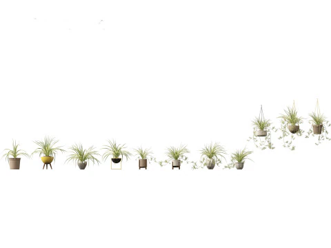 Chlorophytum comosum - Spider plant 02 3D Model