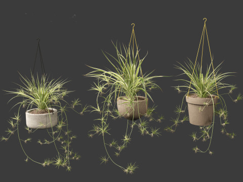Chlorophytum comosum - Spider plant 02 3D Model