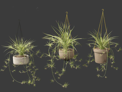Chlorophytum comosum - Spider plant 02 3D Model