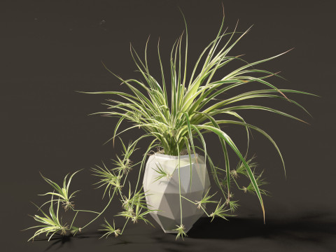 Chlorophytum comosum - Spider plant 02 3D Model