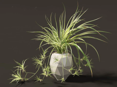 Chlorophytum comosum - Spider plant 02 3D Model