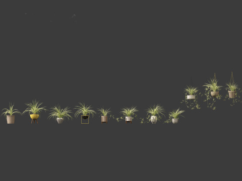 Chlorophytum comosum - Spider plant 02 3D Model