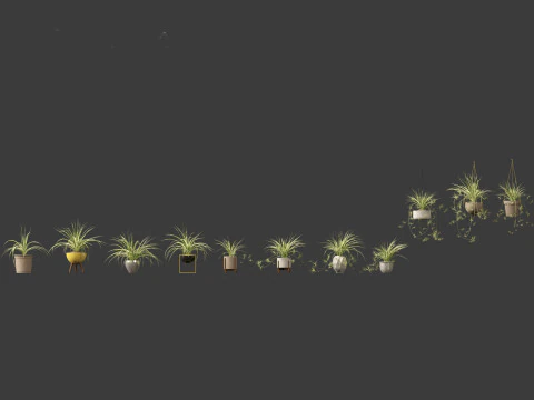 Chlorophytum comosum - Spider plant 02 3D Model