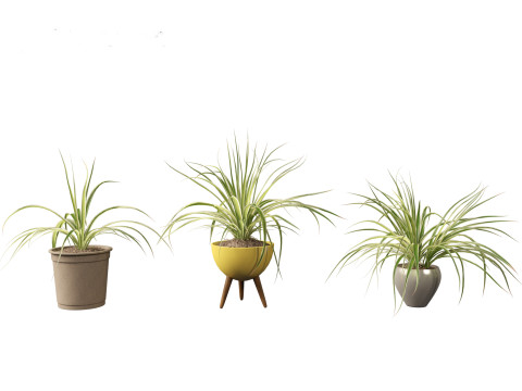 Chlorophytum comosum - Spider plant 02 3D Model