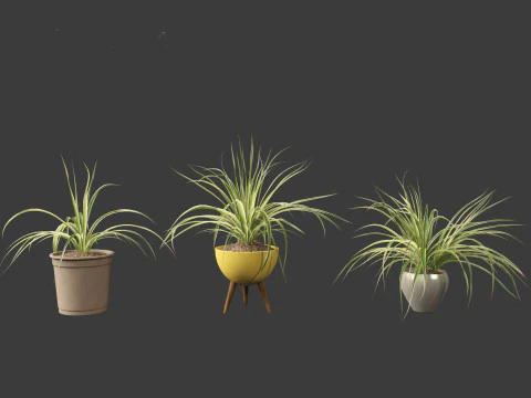 Chlorophytum comosum - Spider plant 02 3D Model