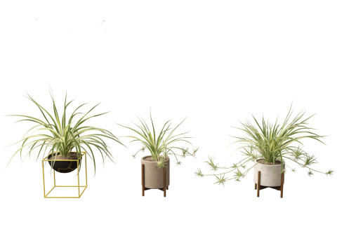 Chlorophytum comosum - Spider plant 02 3D Model