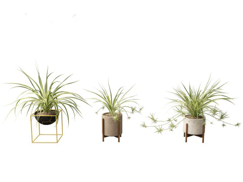 Chlorophytum comosum - Spider plant 02 3D Model