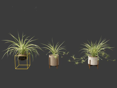 Chlorophytum comosum - Spider plant 02 3D Model