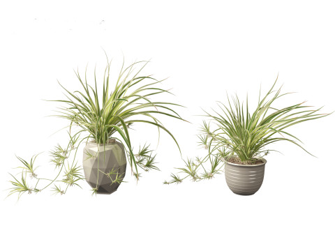 Chlorophytum comosum - Spider plant 02 3D Model