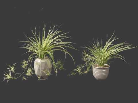 Chlorophytum comosum - Spider plant 02 3D Model