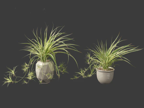 Chlorophytum comosum - Spider plant 02 3D Model