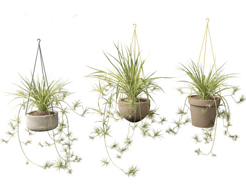 Chlorophytum comosum - Spider plant 02 3D Model