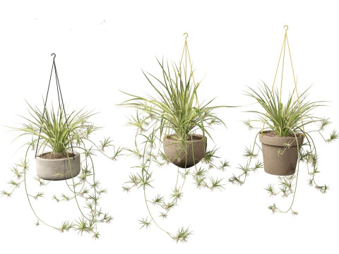 Chlorophytum comosum - Spider plant 02 3D Model