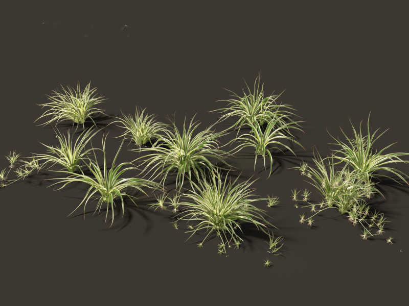 Chlorophytum comosum - Spider plant Model 3D .c4d .max .obj .3ds .fbx .stl .blend 