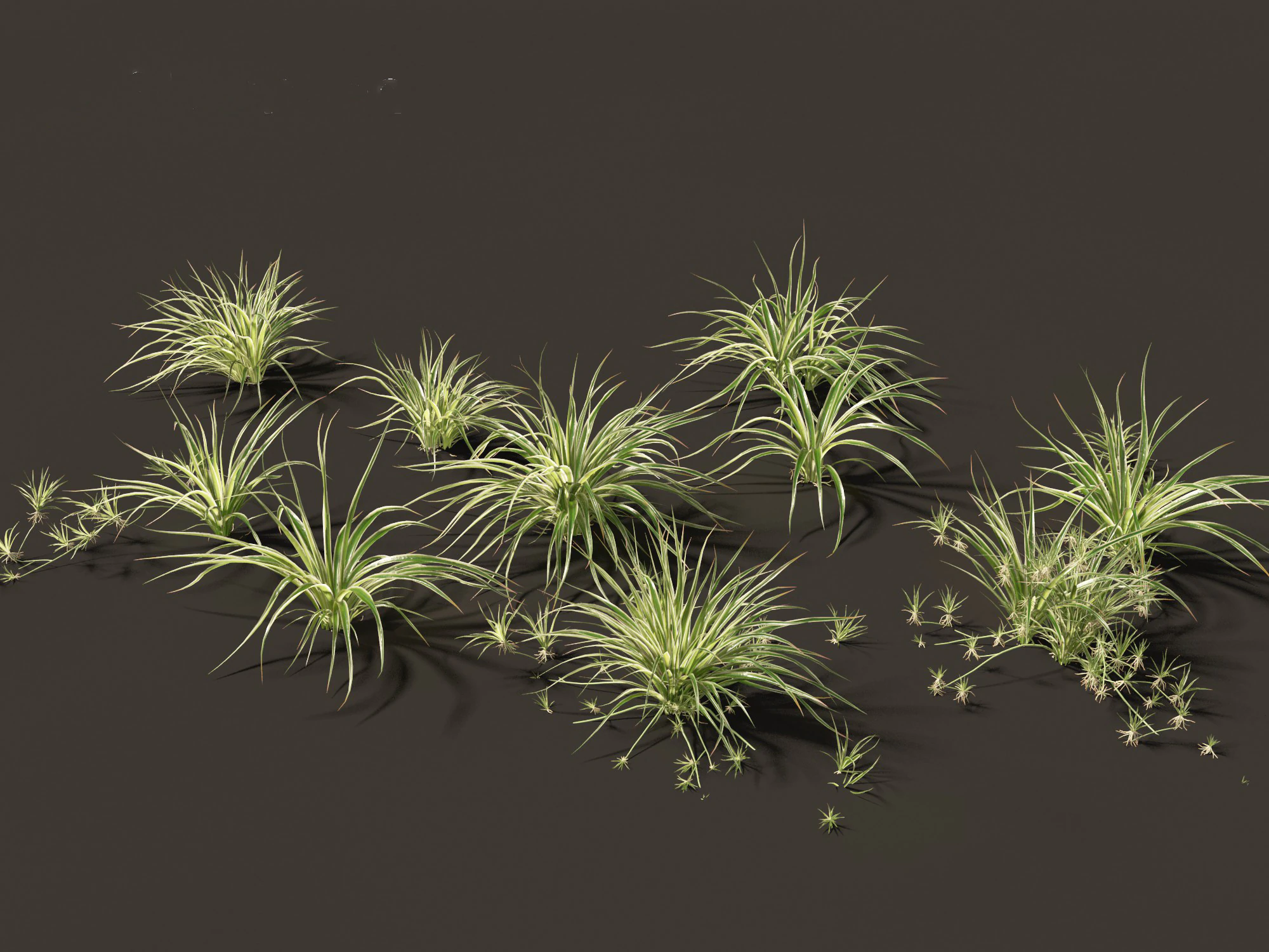 Chlorophytum comosum - Spider plant 3D Model .c4d .max .obj .3ds .fbx .stl .blend 