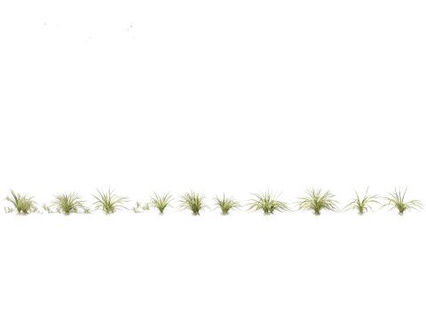 Chlorophytum comosum - Spider plant Model 3D