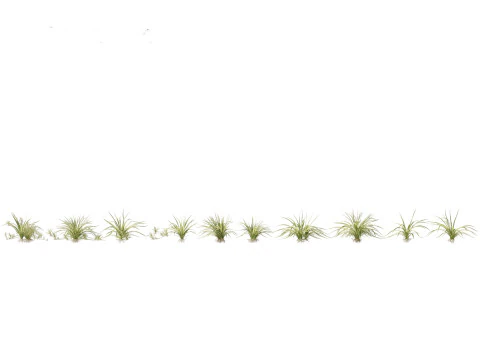 Chlorophytum comosum - Spider plant 3D Model