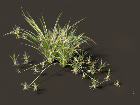 Chlorophytum comosum - Spider plant Model 3D