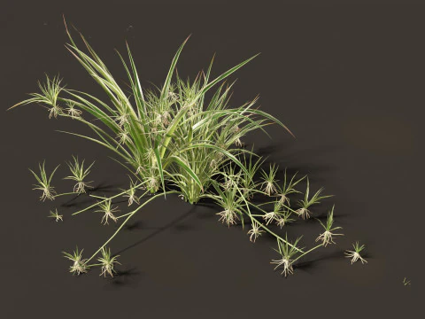 Chlorophytum comosum - Spider plant 3D Model
