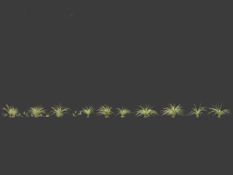 Chlorophytum comosum - Spider plant Model 3D