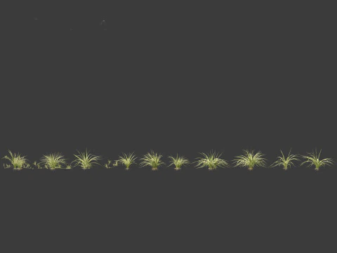 Chlorophytum comosum - Spider plant 3D Model