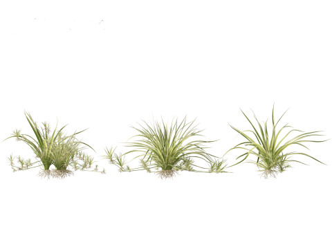 Chlorophytum comosum - Spider plant Model 3D