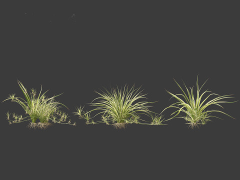 Chlorophytum comosum - Spider plant Model 3D