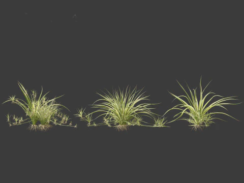 Chlorophytum comosum - Spider plant 3D Model