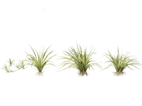 Chlorophytum comosum - Spider plant Model 3D