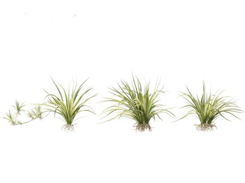 Chlorophytum comosum - Spider plant 3D Model