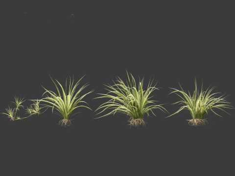 Chlorophytum comosum - Spider plant 3D Model